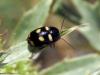 233774 – Photo : Normand Mlaure – France (34)