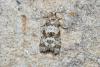 233342 – Photo : Michel Ehrhardt – France (68)