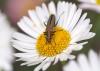 233315 – Photo : patrick derennes – France (44)