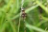 233146 – Photo : Maamar SELLAM – France (28)