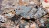 233718 – Photo : Alain Gérard – Kazakhstan