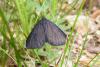 233904 – Photo : Jean DEXHEIMER – France (12)