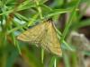 233916 – Photo : Sandor31 – France (31)