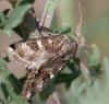 233338 – Photo : Alain Gérard – Kazakhstan