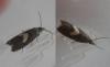 233141 – Photo : Dominique THAUVIN – France (45)