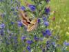 233590 – Photo : Matthieu Gauvain – France (10)