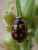 233986 – Photo : Catherine Reymonet-Smitten – France (19)