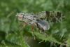 233349 – Photo : Jessica Joachim – France (65)