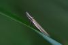 233038 – Photo : Robert B./Marc ERARD – France (05)