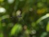 233166 – Photo : Sylvain Houpert – Guadeloupe