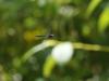 233167 – Photo : Sylvain Houpert – Guadeloupe
