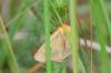233645 – Photo : E.Richard – France (33)