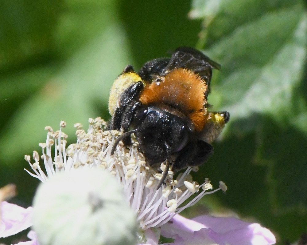 Bernard Ginesy - Andrena (Melandrena) thoracica - réf. 233099 (1000 x 796 pixels, 125 ko)