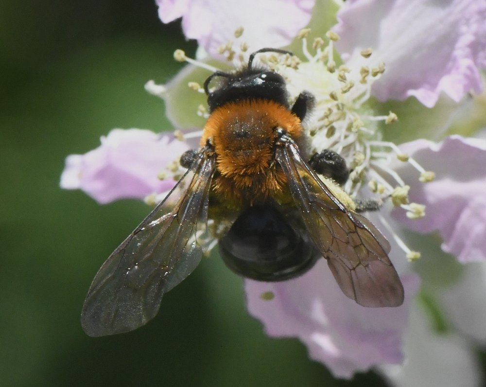 Bernard Ginesy - Andrena (Melandrena) thoracica - réf. 233098 (1000 x 796 pixels, 103 ko)
