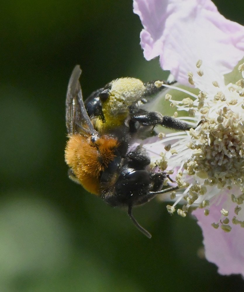 Bernard Ginesy - Andrena (Melandrena) thoracica - réf. 233097 (835 x 1000 pixels, 129 ko)