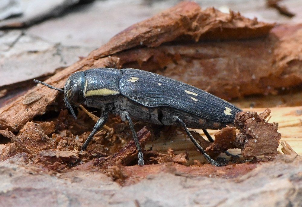 Bernard Ginesy - Buprestis (Buprestis) novemmaculata - réf. 233554 (1000 x 687 pixels, 150 ko)