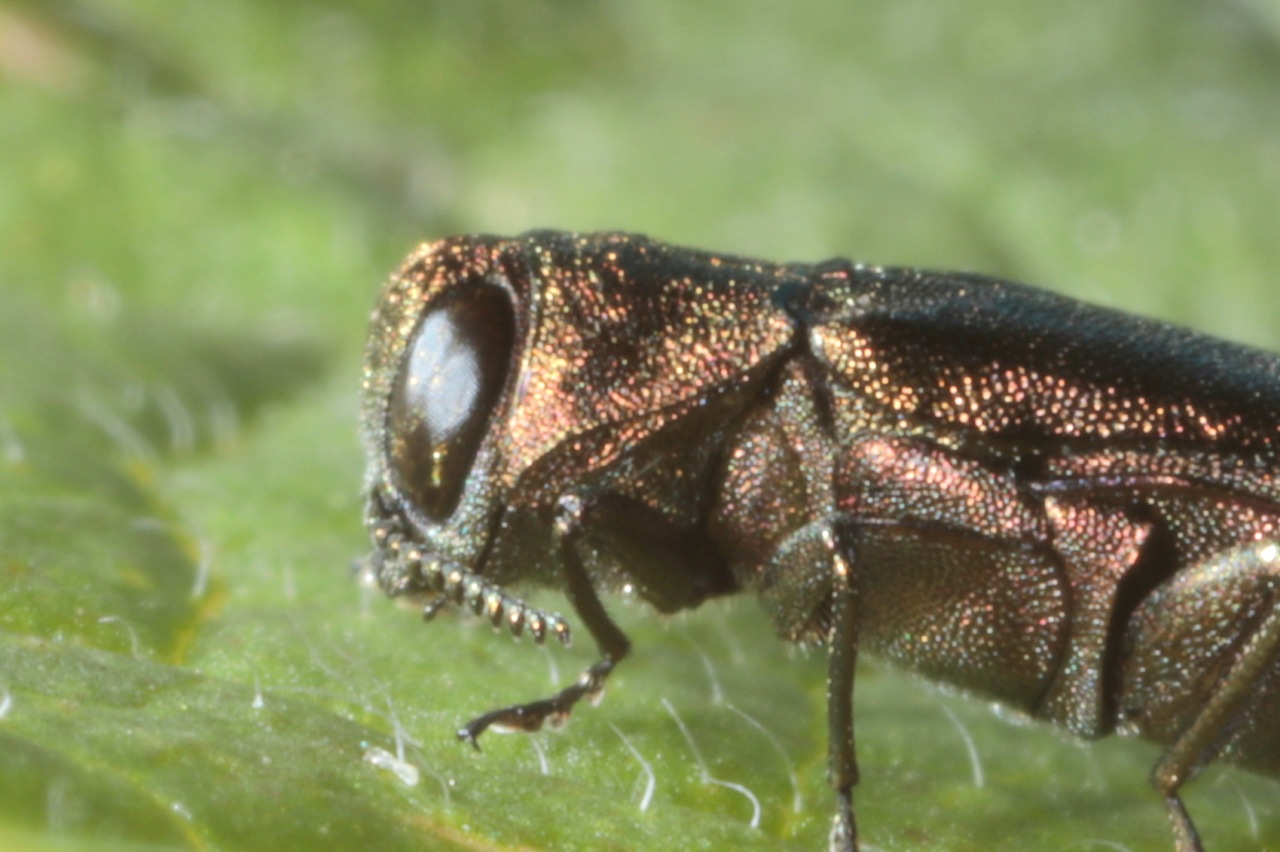 Michel Ehrhardt - Agrilus (Agrilus) ribesi - réf. 233611 (1280 x 852 pixels, 200 ko)