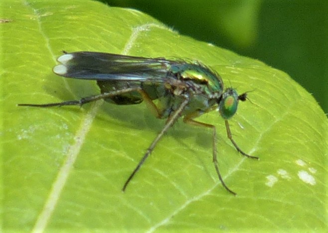ORCHALLAN - Poecilobothrus nobilitatus - réf. 233068 (659 x 468 pixels, 101 ko)