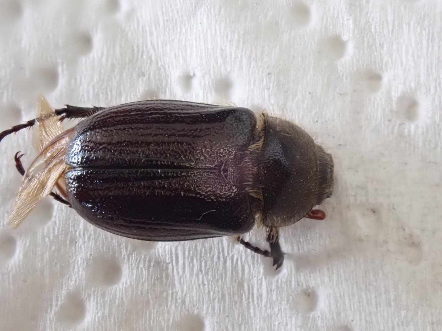 Guillaume Bigayon - Amphimallon atrum - réf. 233115 (1500 x 1125 pixels, 206 ko)