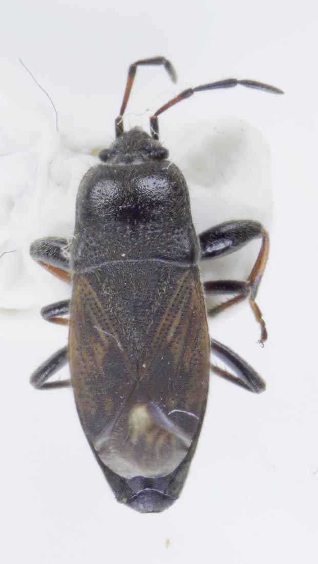 Louis Weitten - Megalonotus chiragra - réf. 233397 (621 x 1100 pixels, 72 ko)