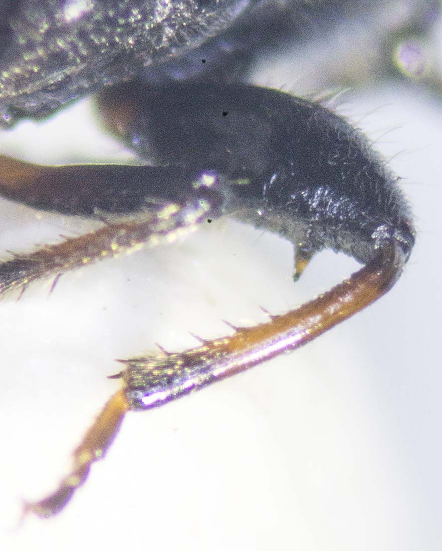 Louis Weitten - Megalonotus chiragra - réf. 233399 (882 x 1100 pixels, 125 ko)