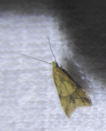 Brachmia blandella