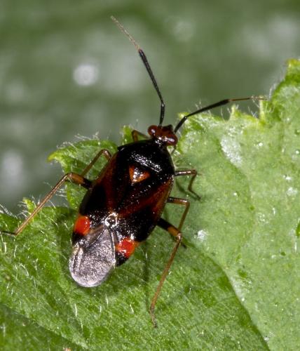 Réf. 234 589 : Deraeocoris ruber