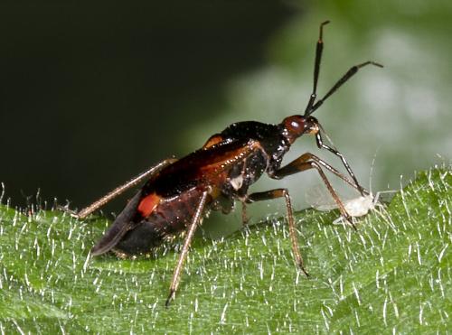 Deraeocoris ruber