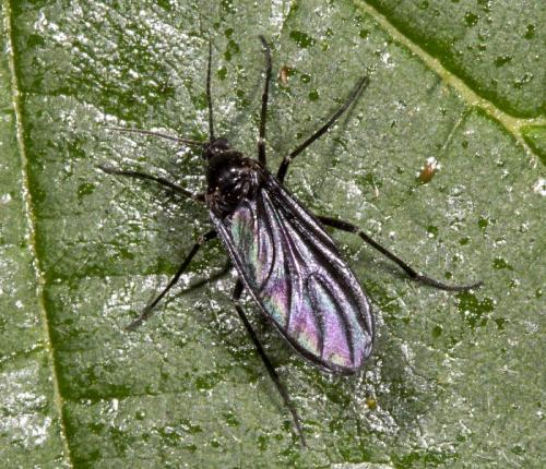 Sciara sp.