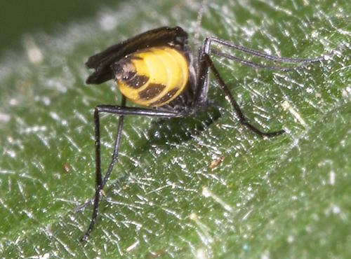 Sciara sp.