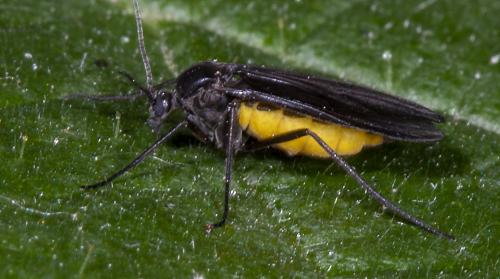 Sciara sp.