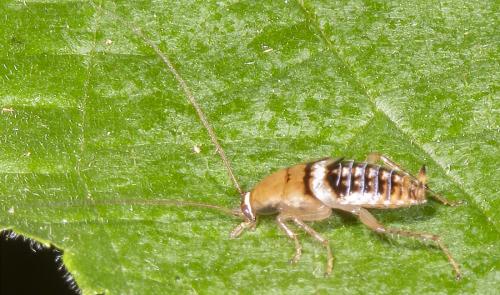 Réf. 234 586 : Planuncus vinzi
