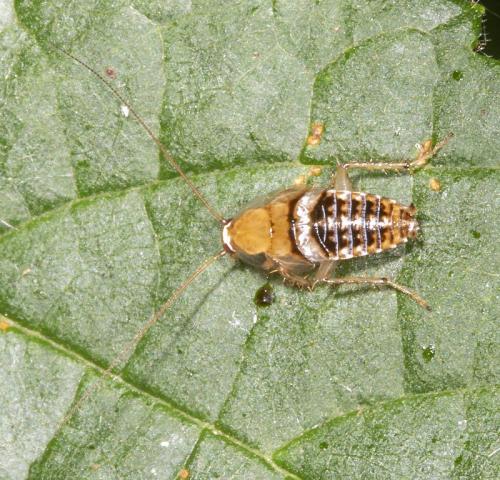 Réf. 234 588 : Planuncus vinzi