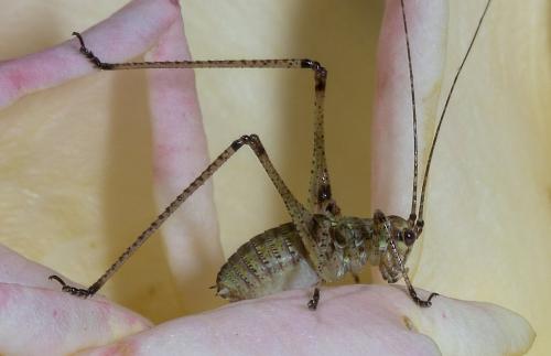 Phaneroptera sp.