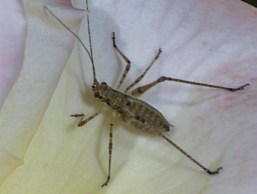 Phaneroptera sp.
