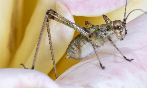 Réf. 234 735 : Phaneroptera sp.
