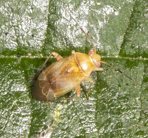 Réf. 234 754 : Pinalitus cervinus
