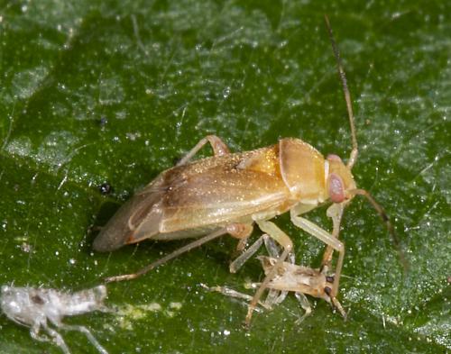 Réf. 234 755 : Pinalitus cervinus