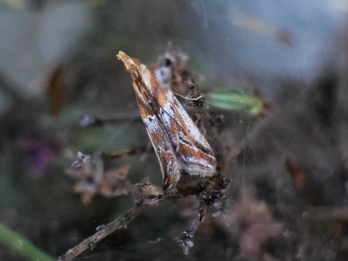 Ancylosis cinnamomella