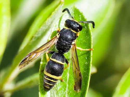 Réf. 234 656 : Allodynerus sp.