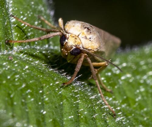 Eilema complana