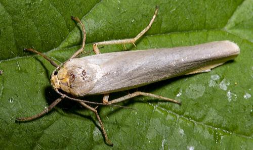 Eilema complana