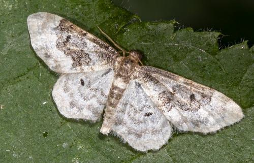 Réf. 234 863 : Idaea rusticata