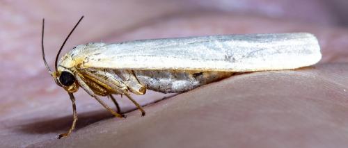 Eilema complana