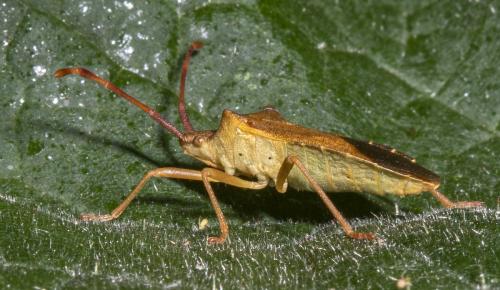 Gonocerus acuteangulatus