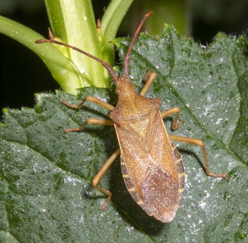 Gonocerus acuteangulatus