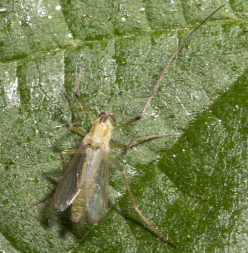 Réf. 234 854 : Chironomini inconnu