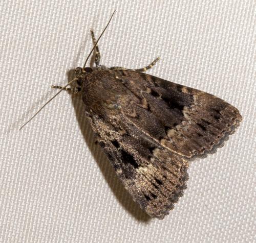 Amphipyra pyramidea