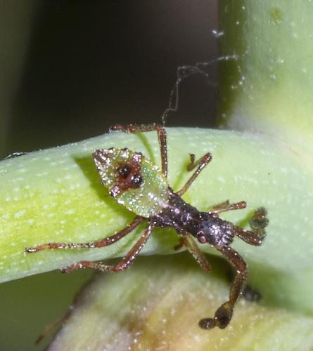 Gonocerus acuteangulatus