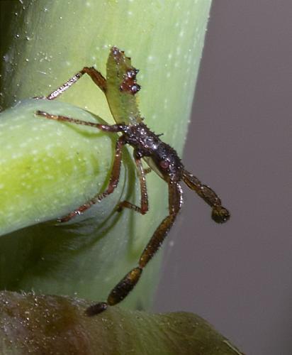 Gonocerus acuteangulatus